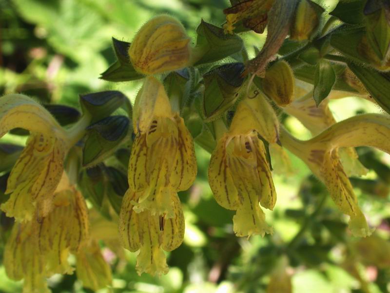 Salvia argentea (quiz)